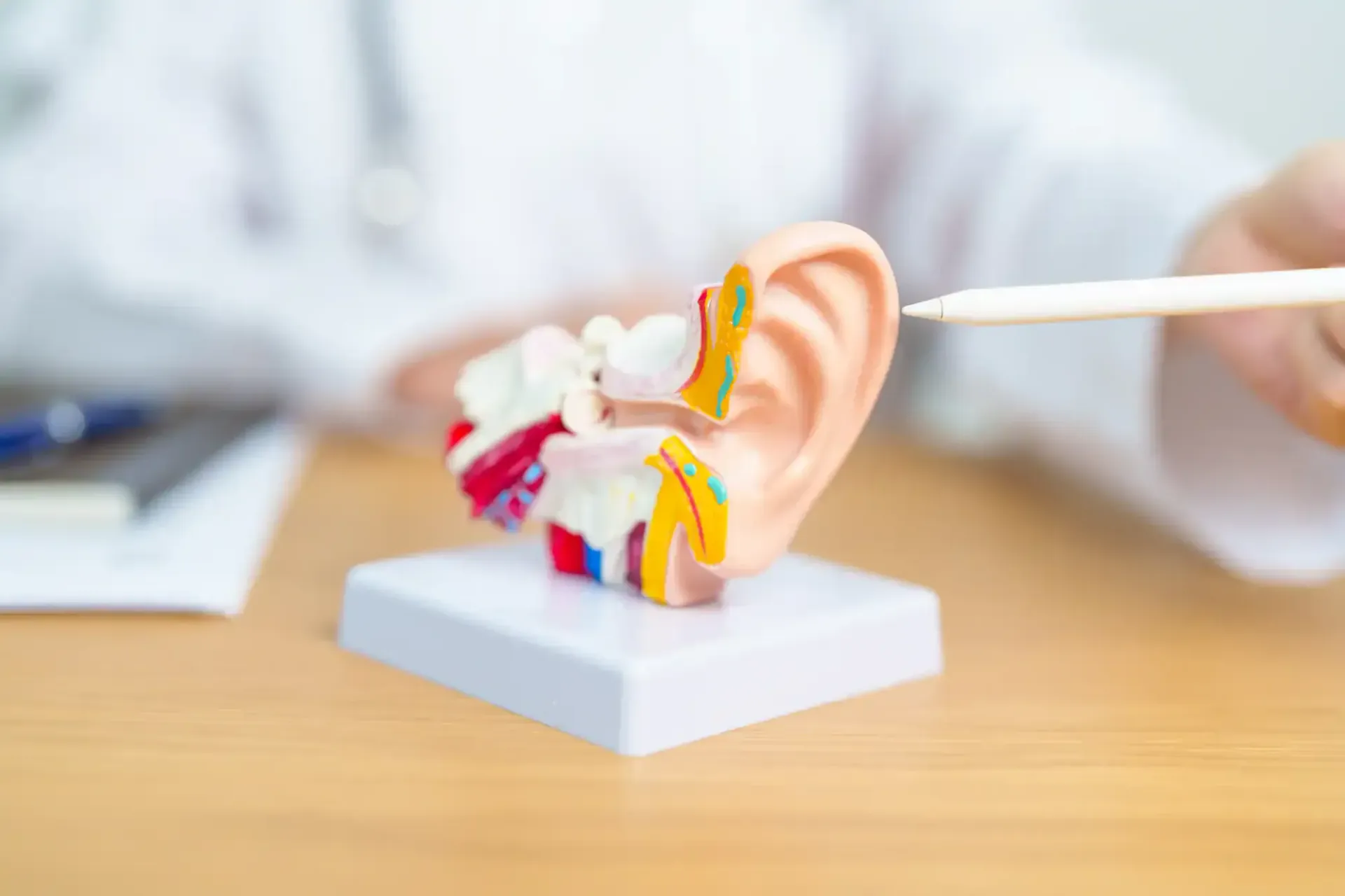 Colorful ear anatomy model on a table with a cotton swab demonstrating ear cleaning