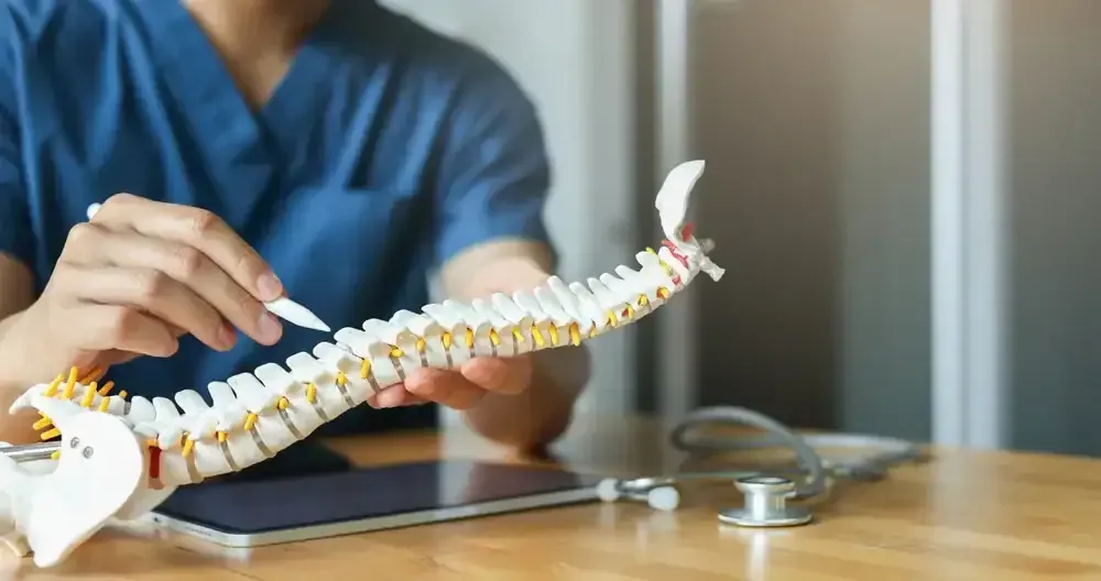 Person examining a human spine model on a desk with a tablet and glasses nearby