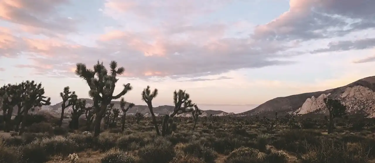 Desert scene Desert scene