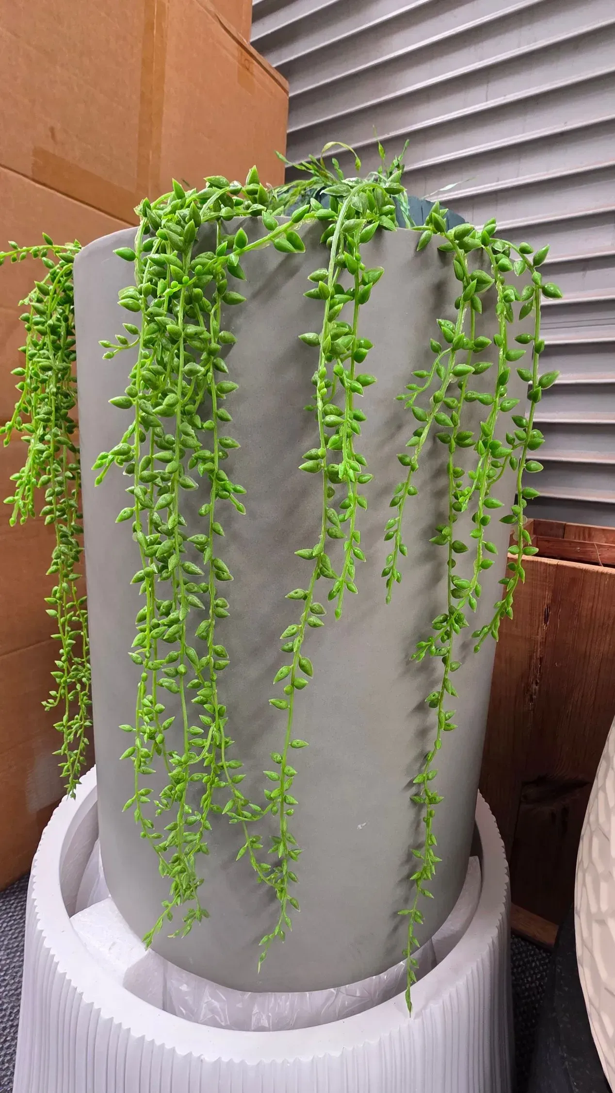 Hanging green succulent trailing over a tall gray planter on a white stand outdoors.