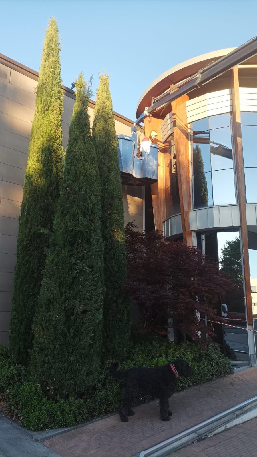Alti cespugli sempreverdi accanto a un edificio moderno con finestre in vetro e finiture in legno, immersi nella luce del sole.