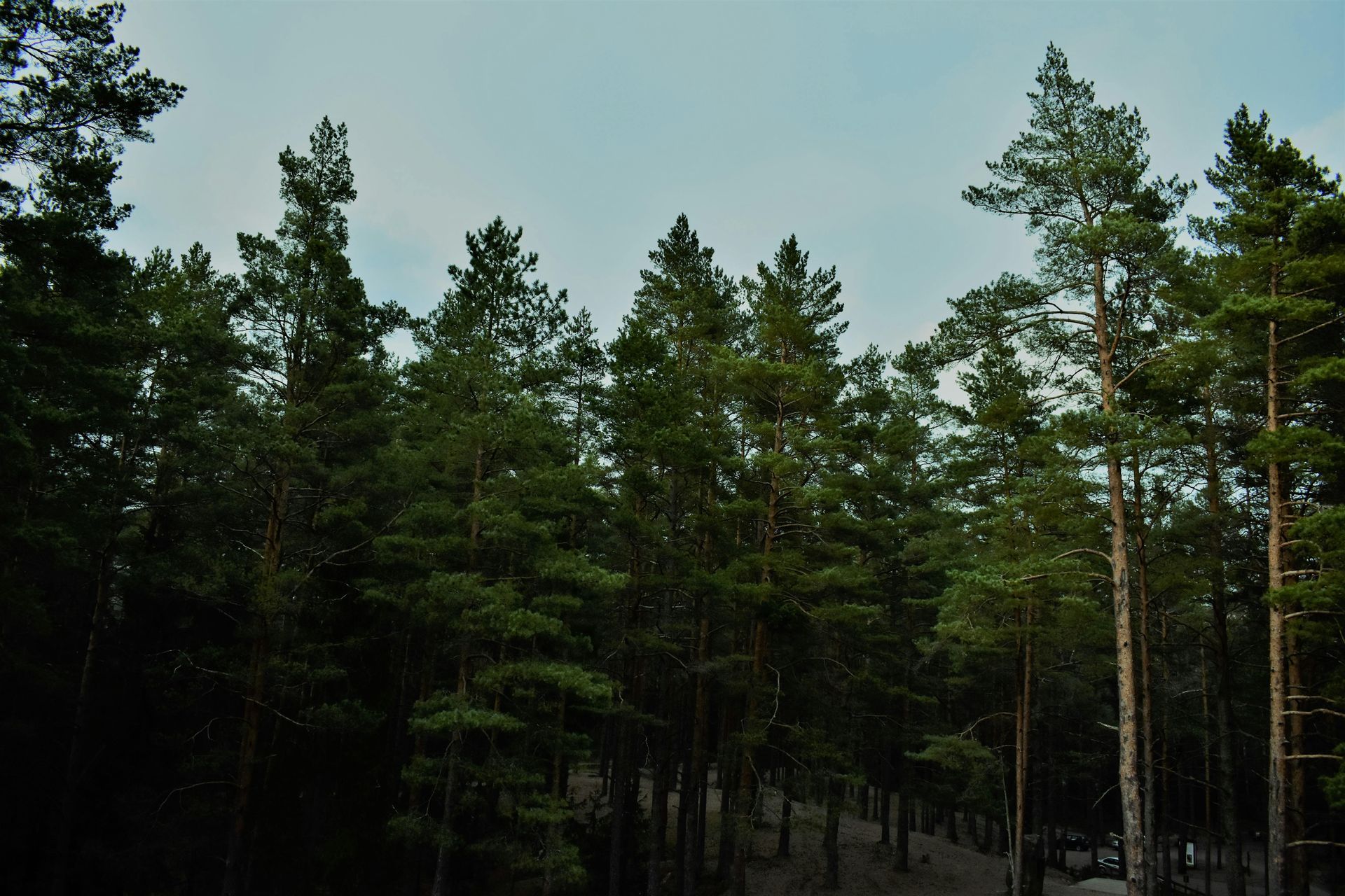 A forest with lots of trees and a blue sky in the background