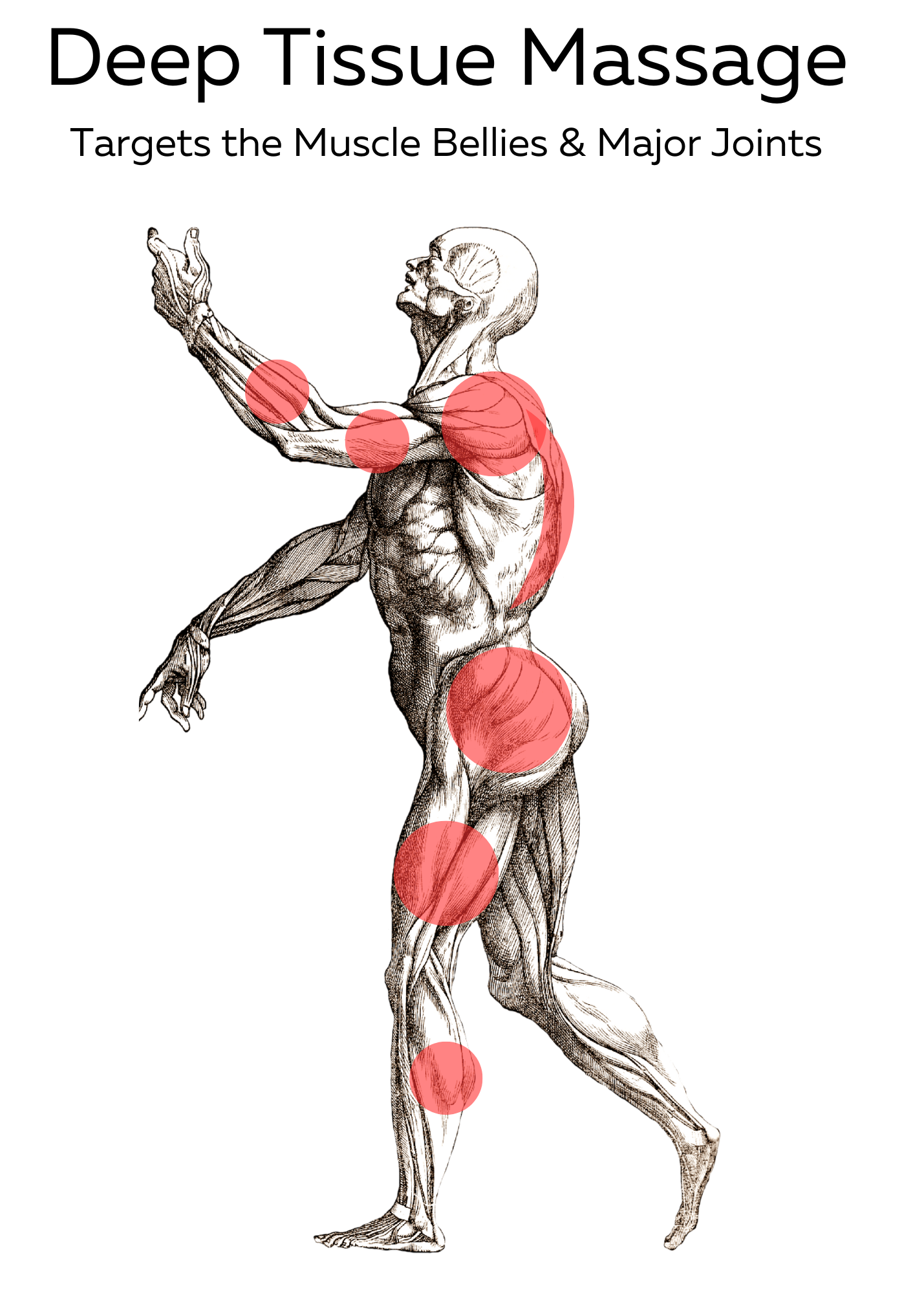A drawing of a man with muscles highlighted in red.