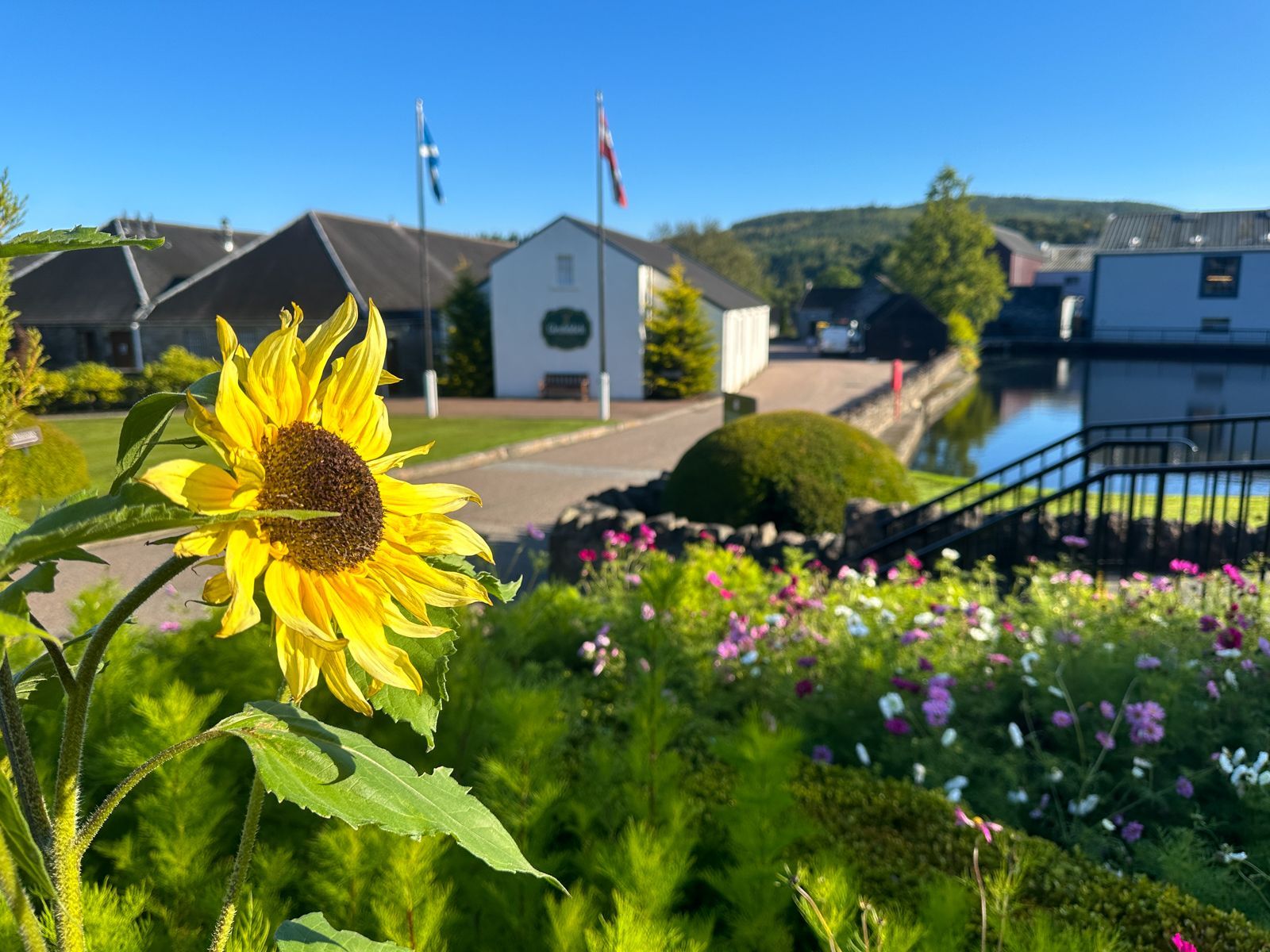 A bright yellow sunflower in the foreground overlooks a serene courtyard with white buildings, flags, and a calm pond.