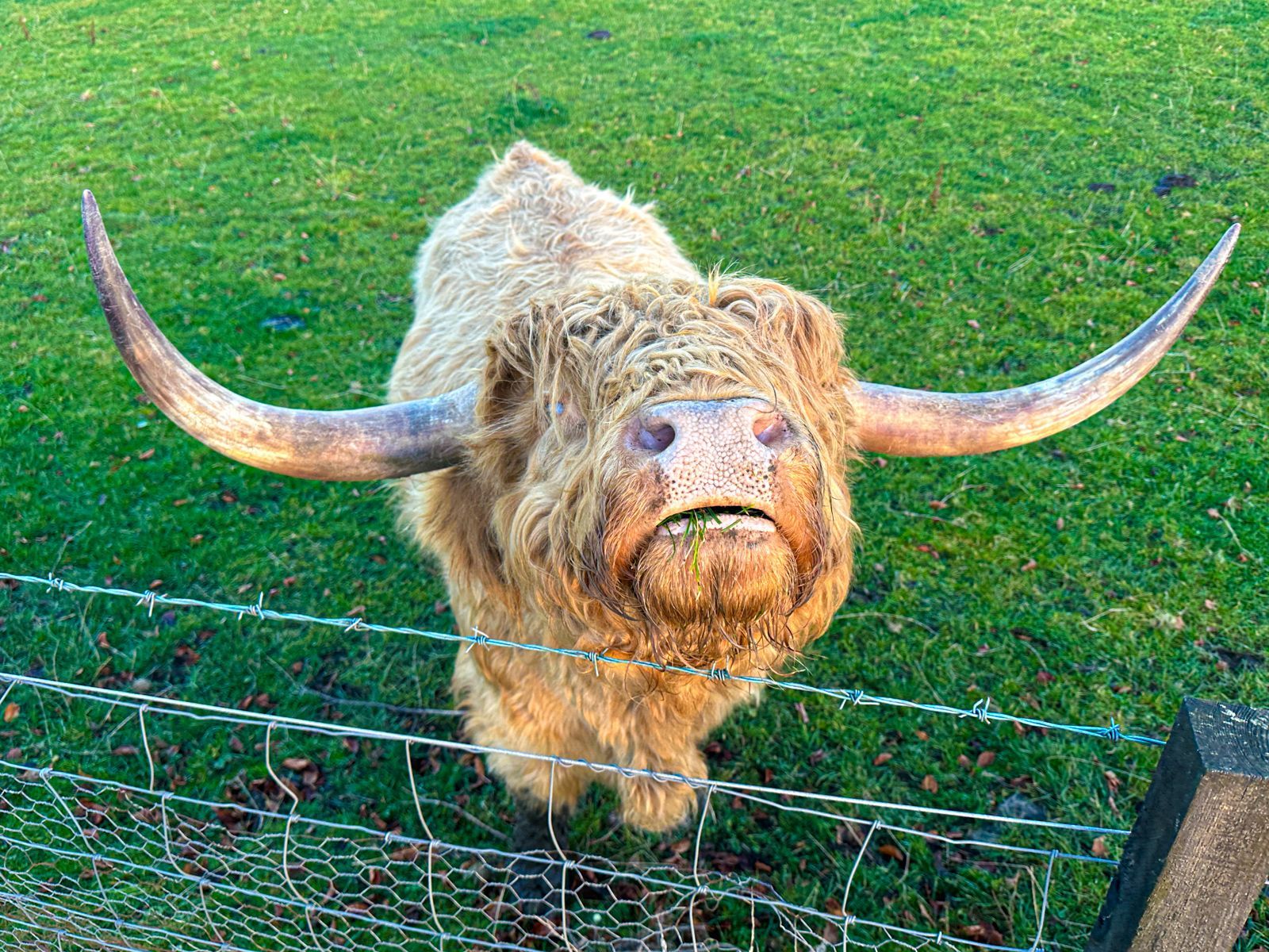 Visit Scotland and take a private guided tour to meet Highland Cows