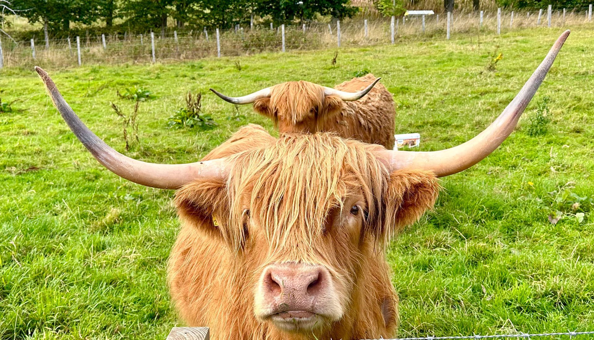 Visit Scotland and take a private guided tour to see Highland Cows