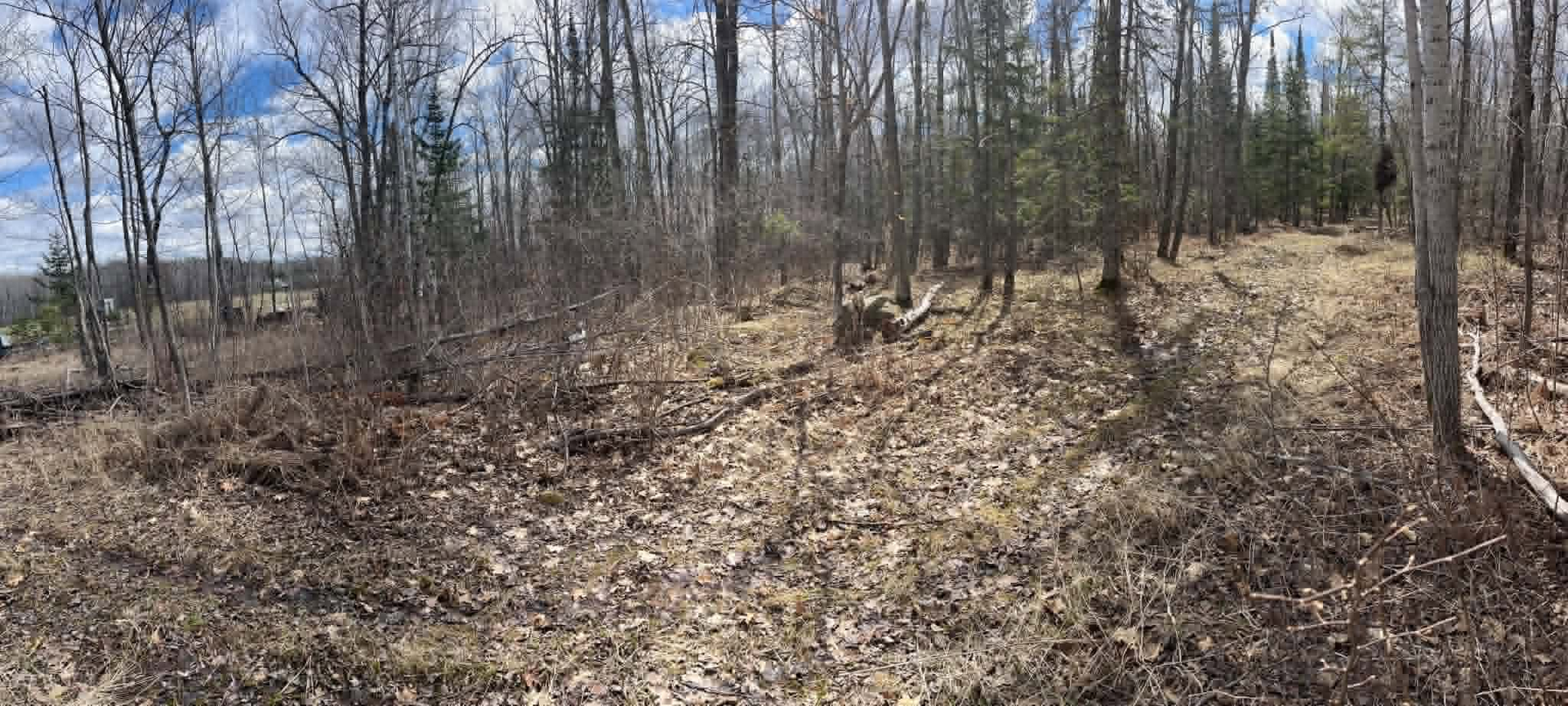 Leaf-covered forest floor with bare trees under a partly cloudy blue sky.