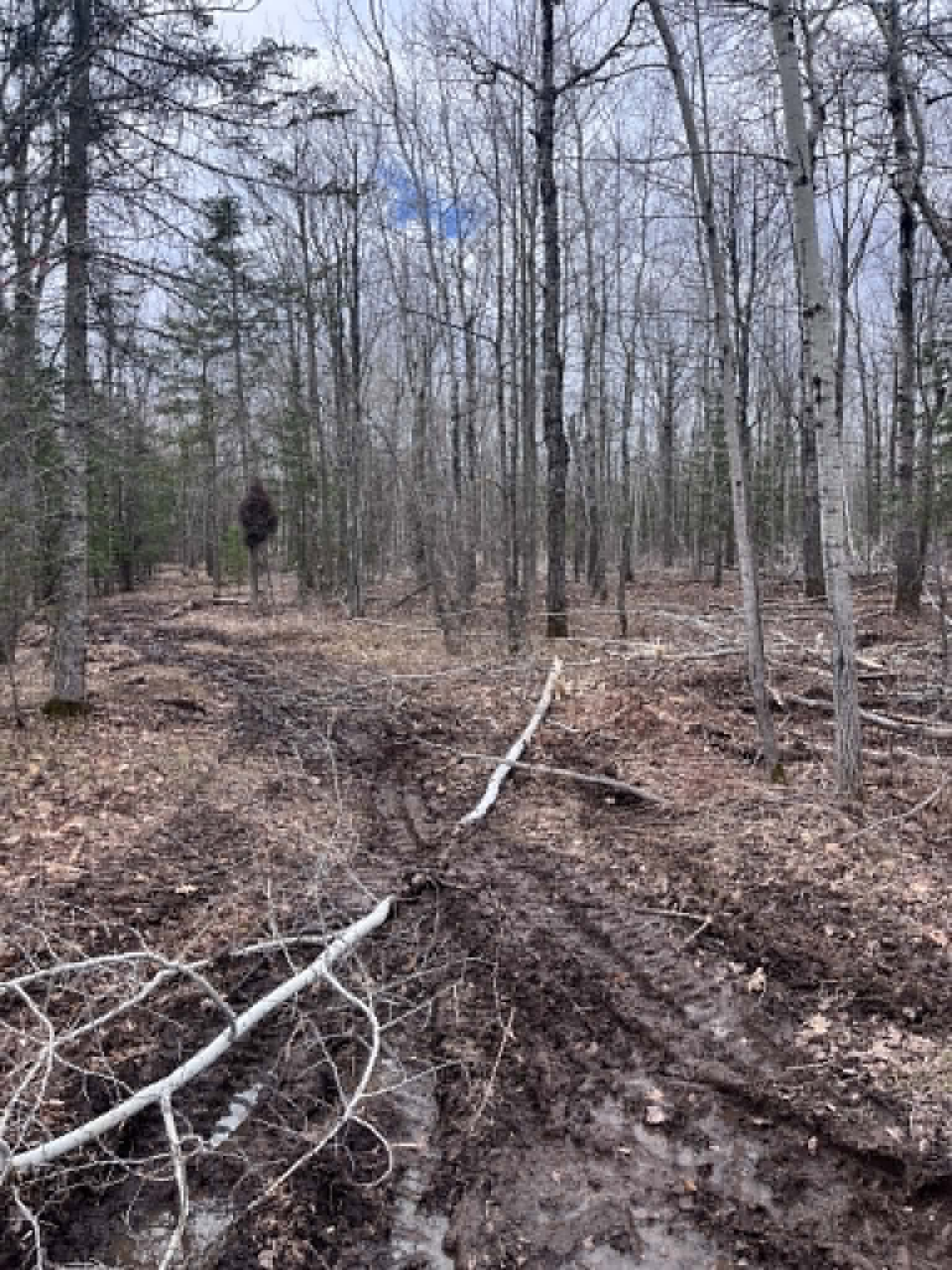 Muddy forest trail with fallen branches and bare trees; a person stands in the distance.