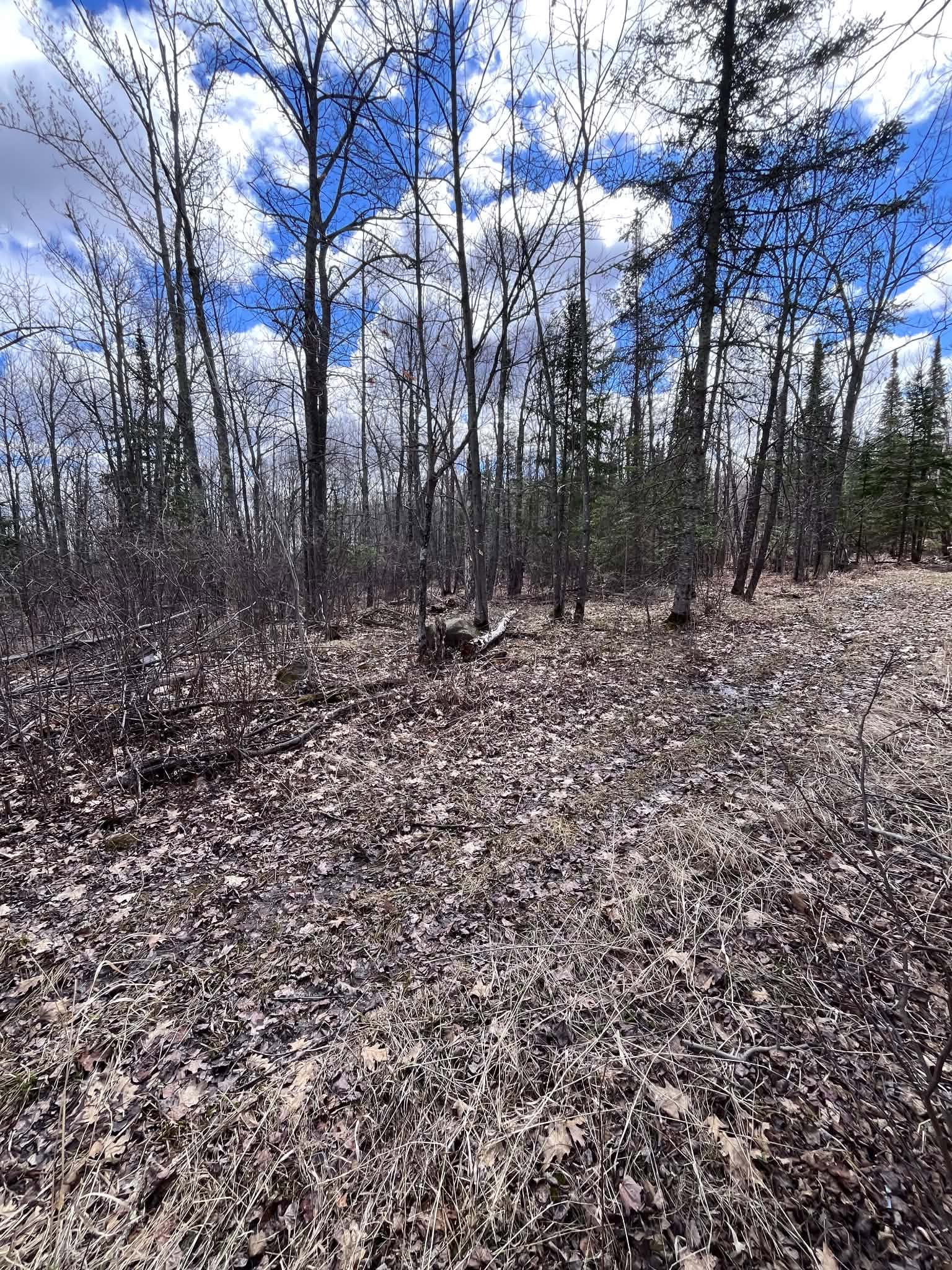Leaf-covered forest floor with bare trees under a bright blue sky and clouds