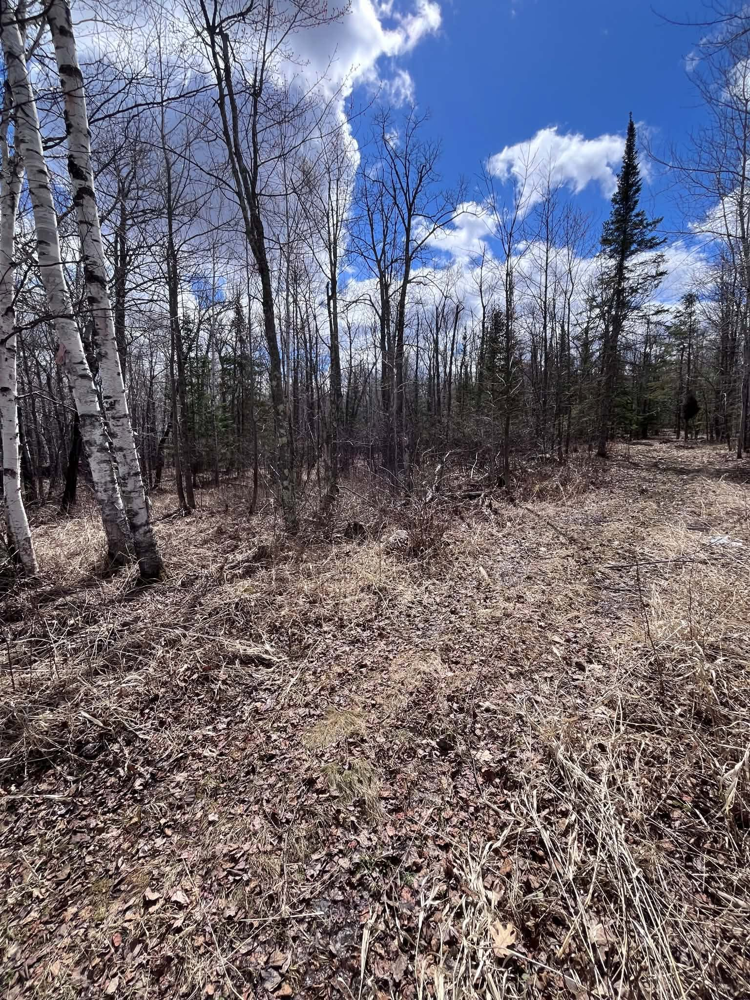 Leaf-covered forest clearing with bare trees and blue sky with scattered clouds