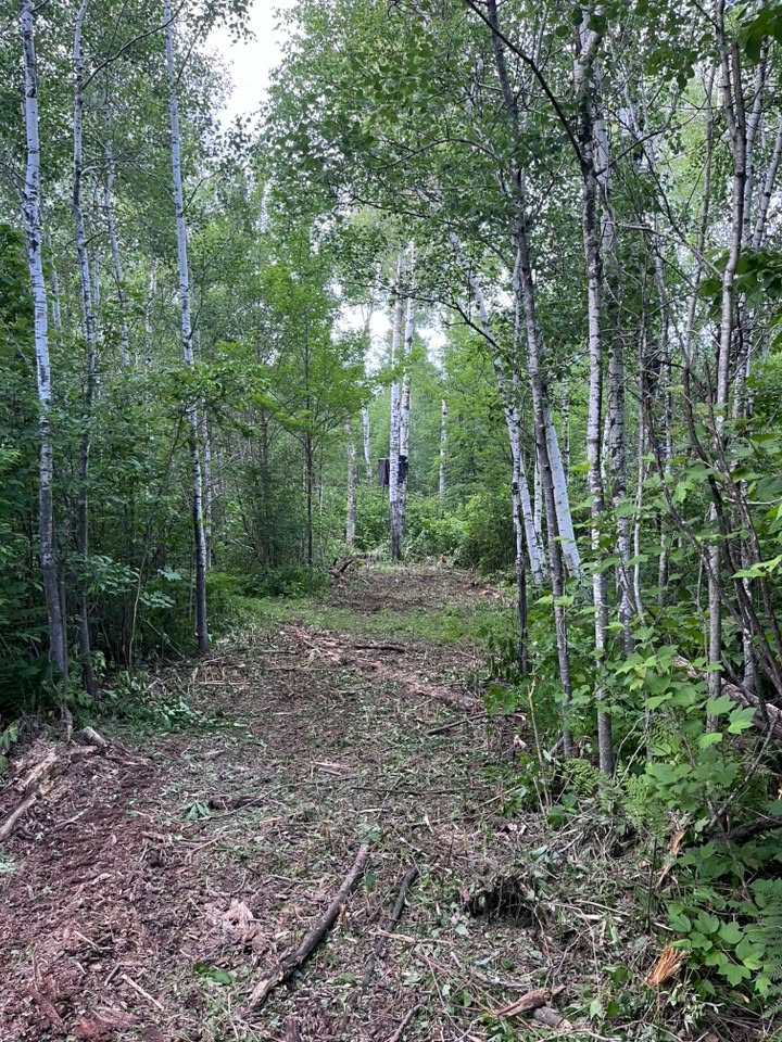 A narrow dirt trail through a dense green birch forest under overcast light.