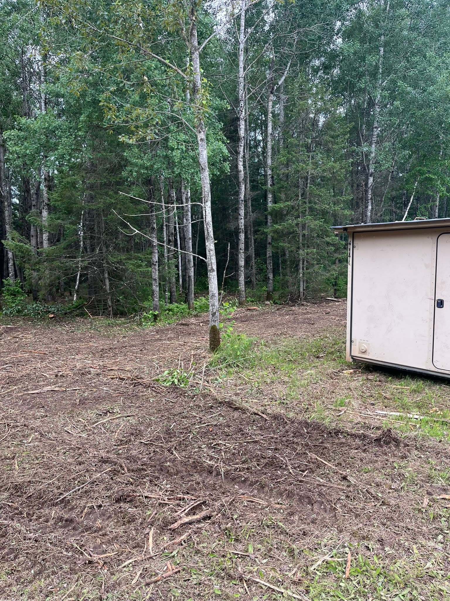 Wooded yard with leaf-covered ground and a small white shed on the right.