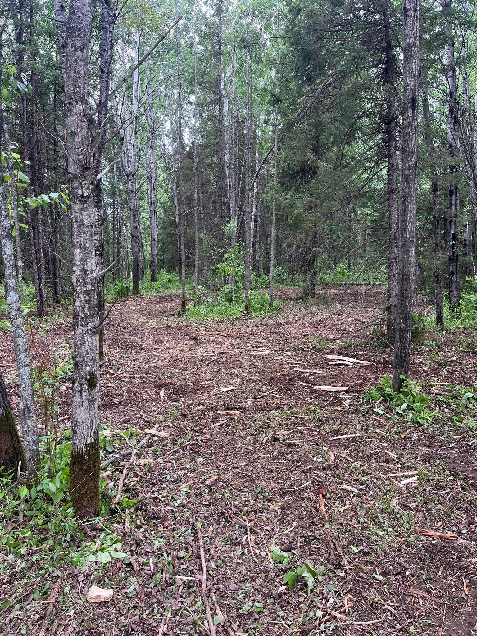 Birch forest with a leaf-covered path and green undergrowth