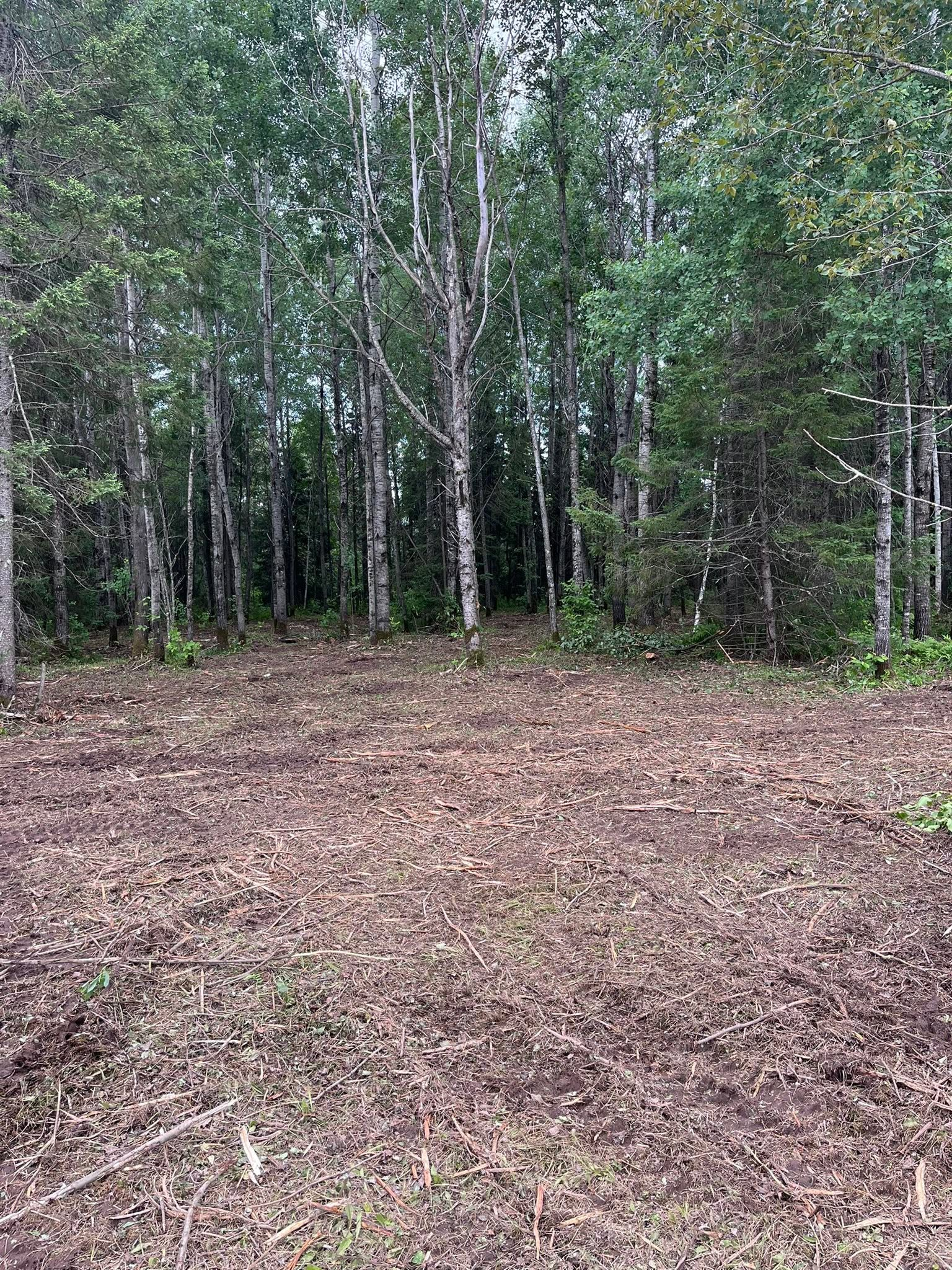 Cleared forest edge with leaf-covered ground and tall birch trees in the background