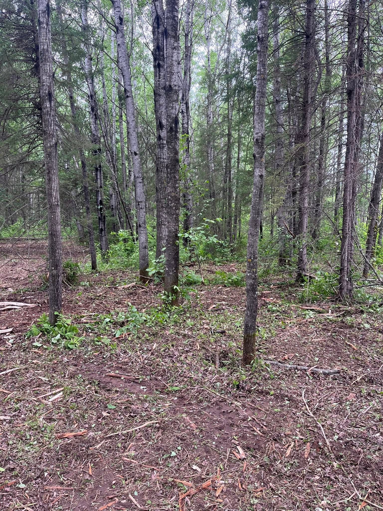 Sparse birch forest with tall trees and a leaf-covered ground under daylight