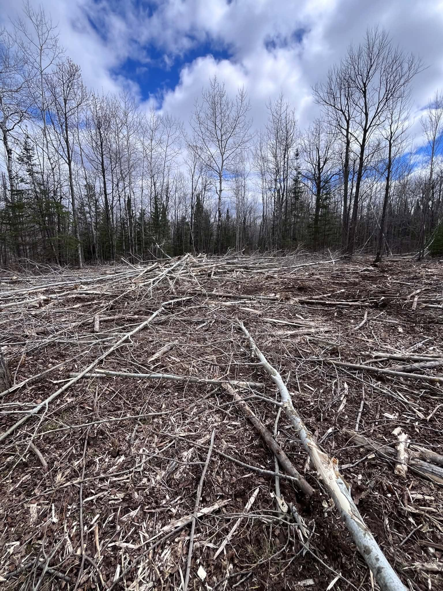 Cleared woodland with fallen branches and stumps under a bright blue sky with clouds
