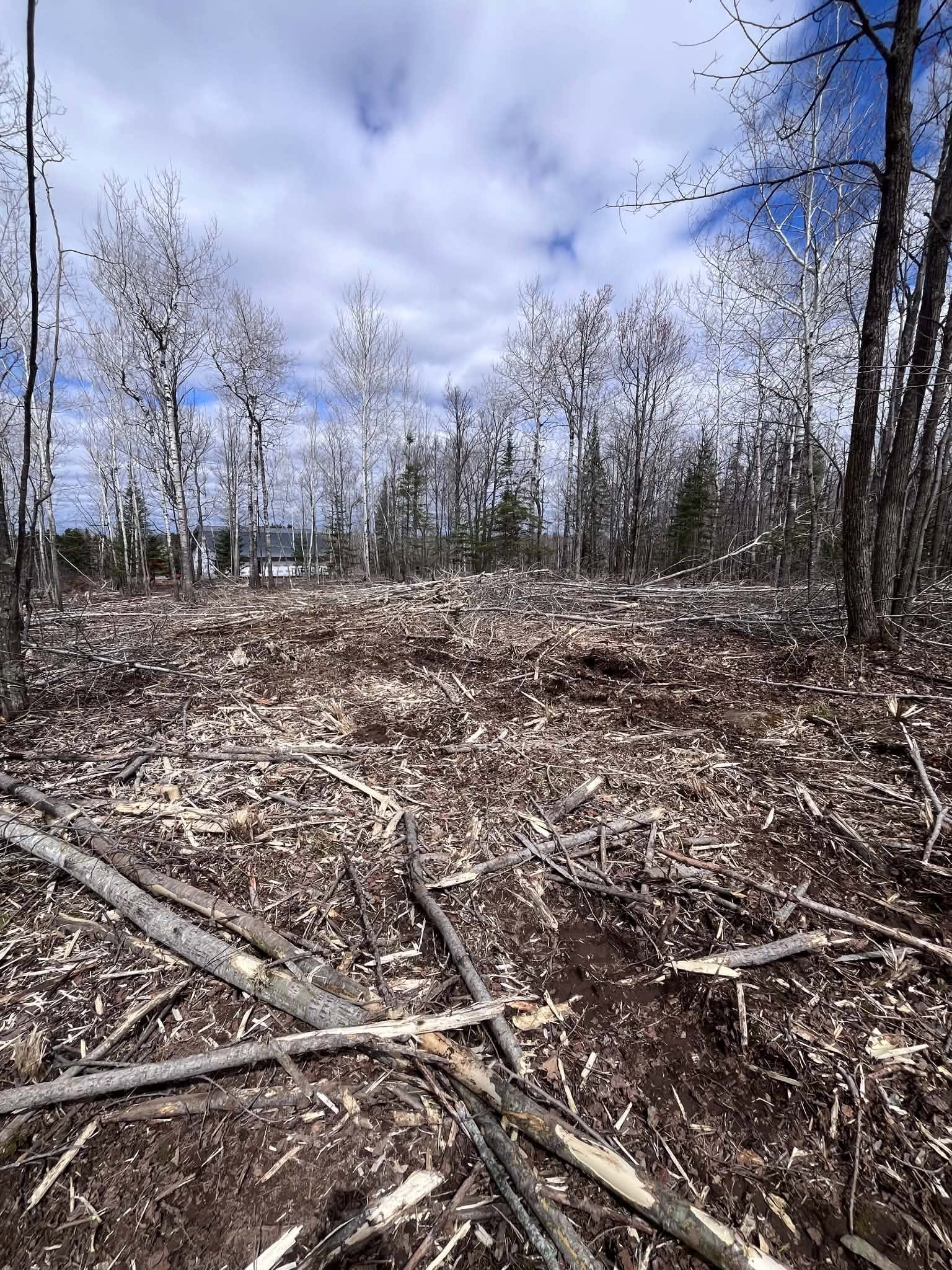 Cleared forest area with fallen branches and leaf litter under a cloudy sky