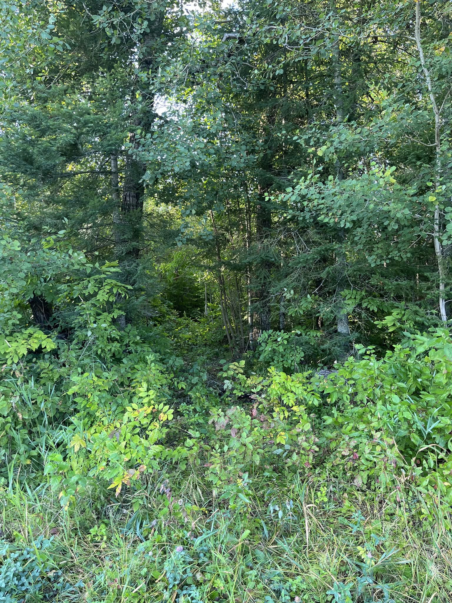 Dense green forest undergrowth and trees in a wooded area