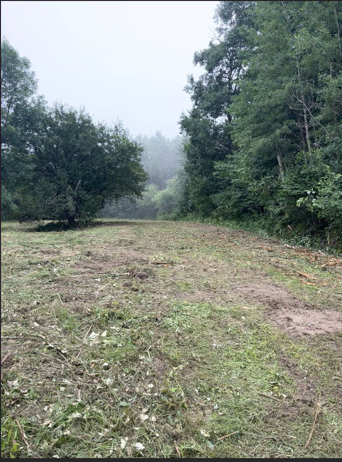 Misty forest clearing with trees bordering a grassy dirt path