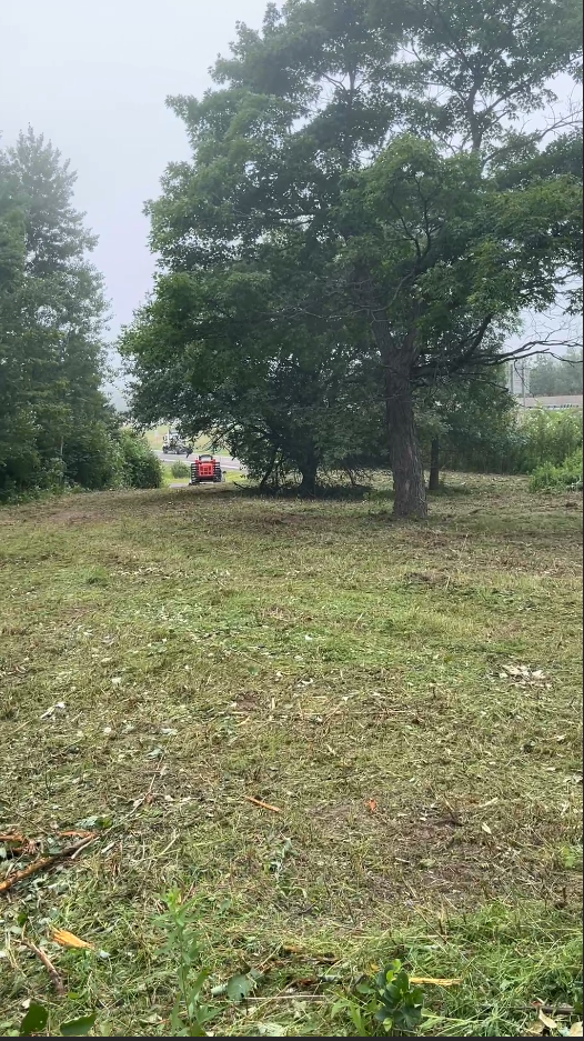 Grassy clearing with large trees and a small red object in the distance under an overcast sky