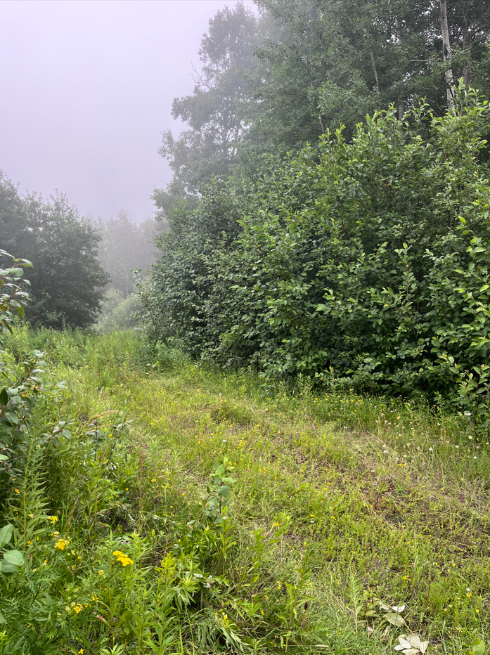 Foggy grassy path beside dense green shrubs and trees