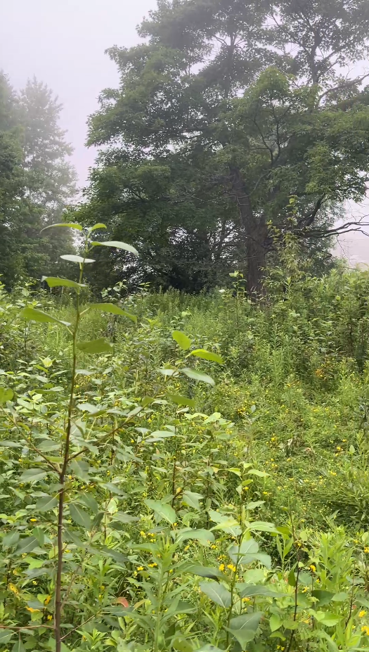 Dense green vegetation with tall trees in a misty woodland area
