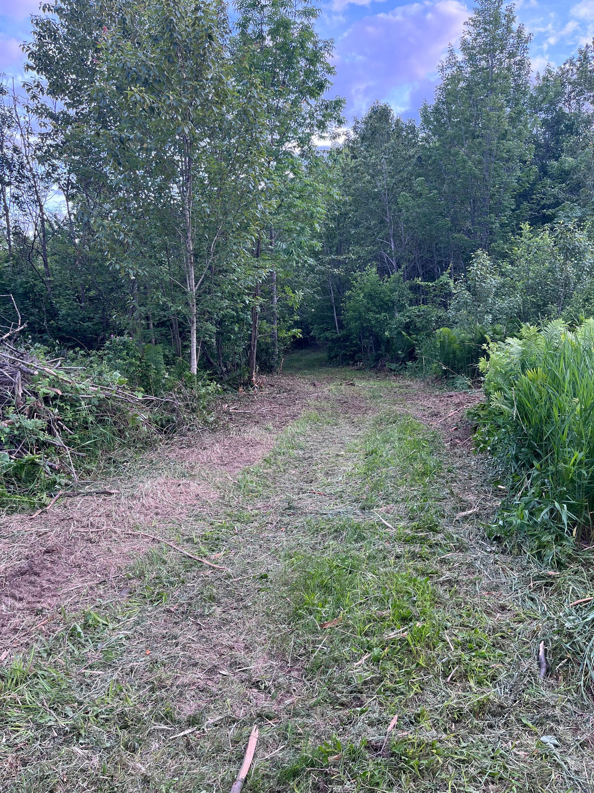 Grassy path through dense green trees under a partly cloudy sky