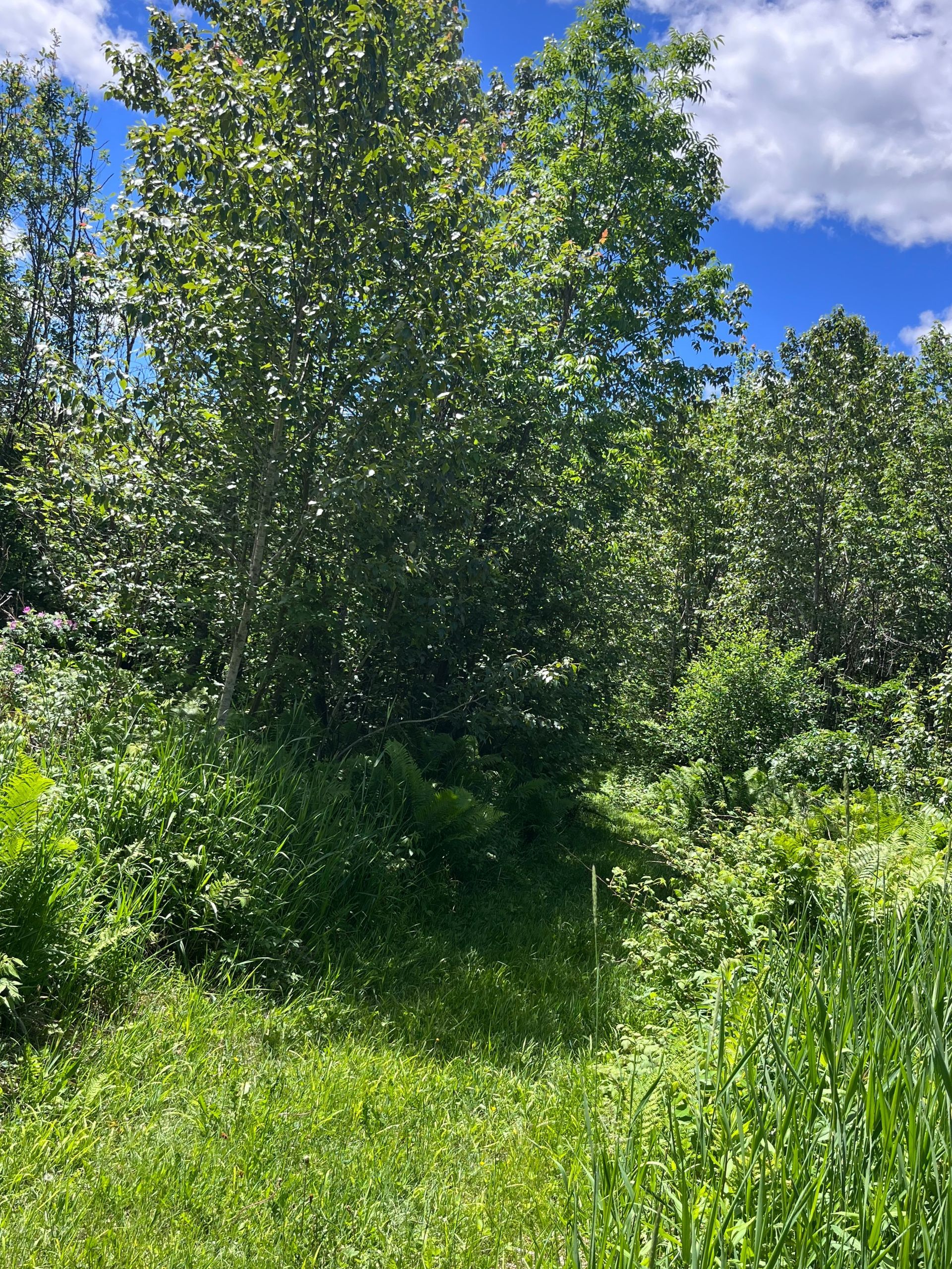 Sunny green meadow with tall trees and a blue sky with clouds