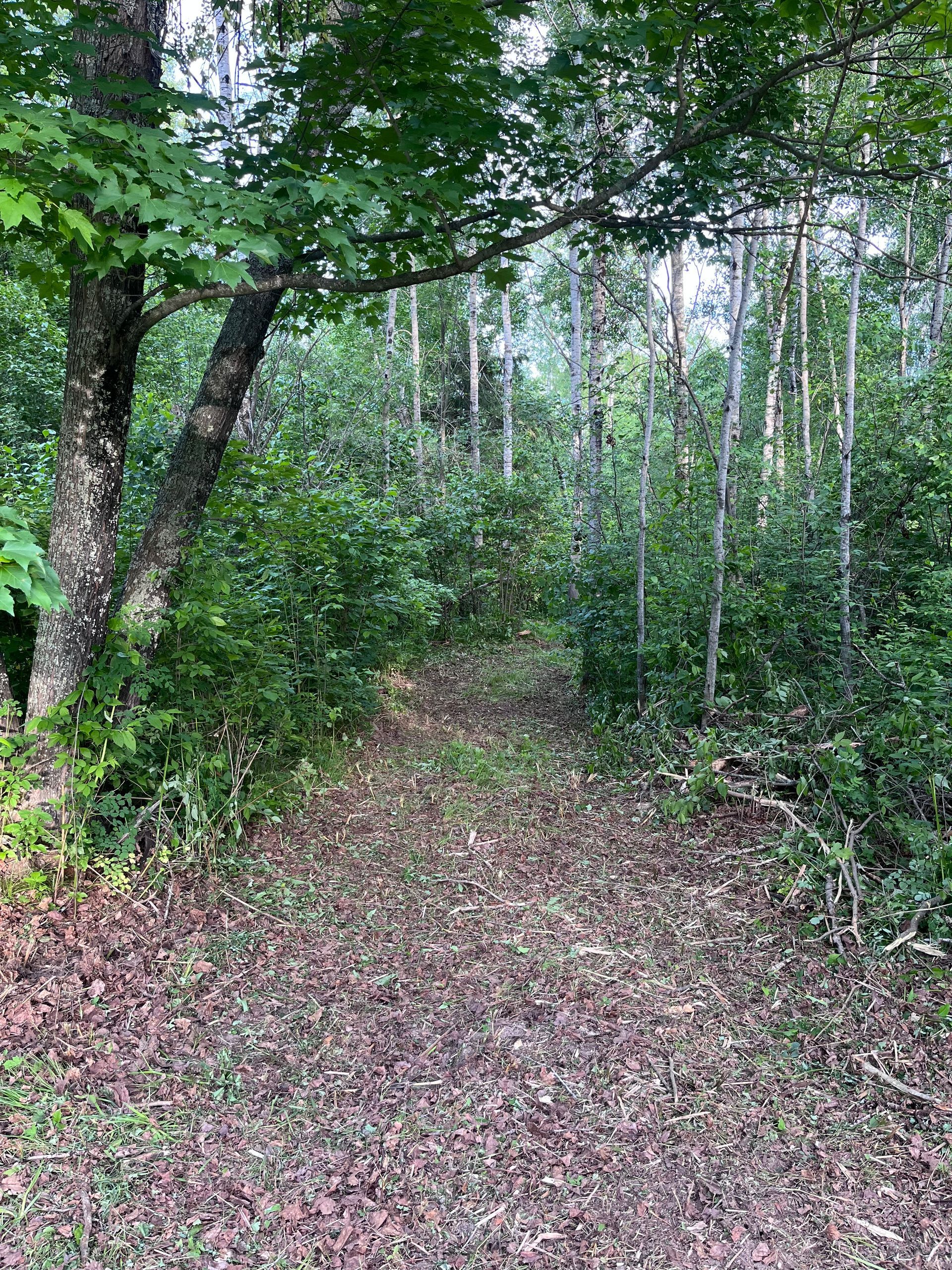 Wooded trail covered in fallen leaves, with green trees and brush on both sides.