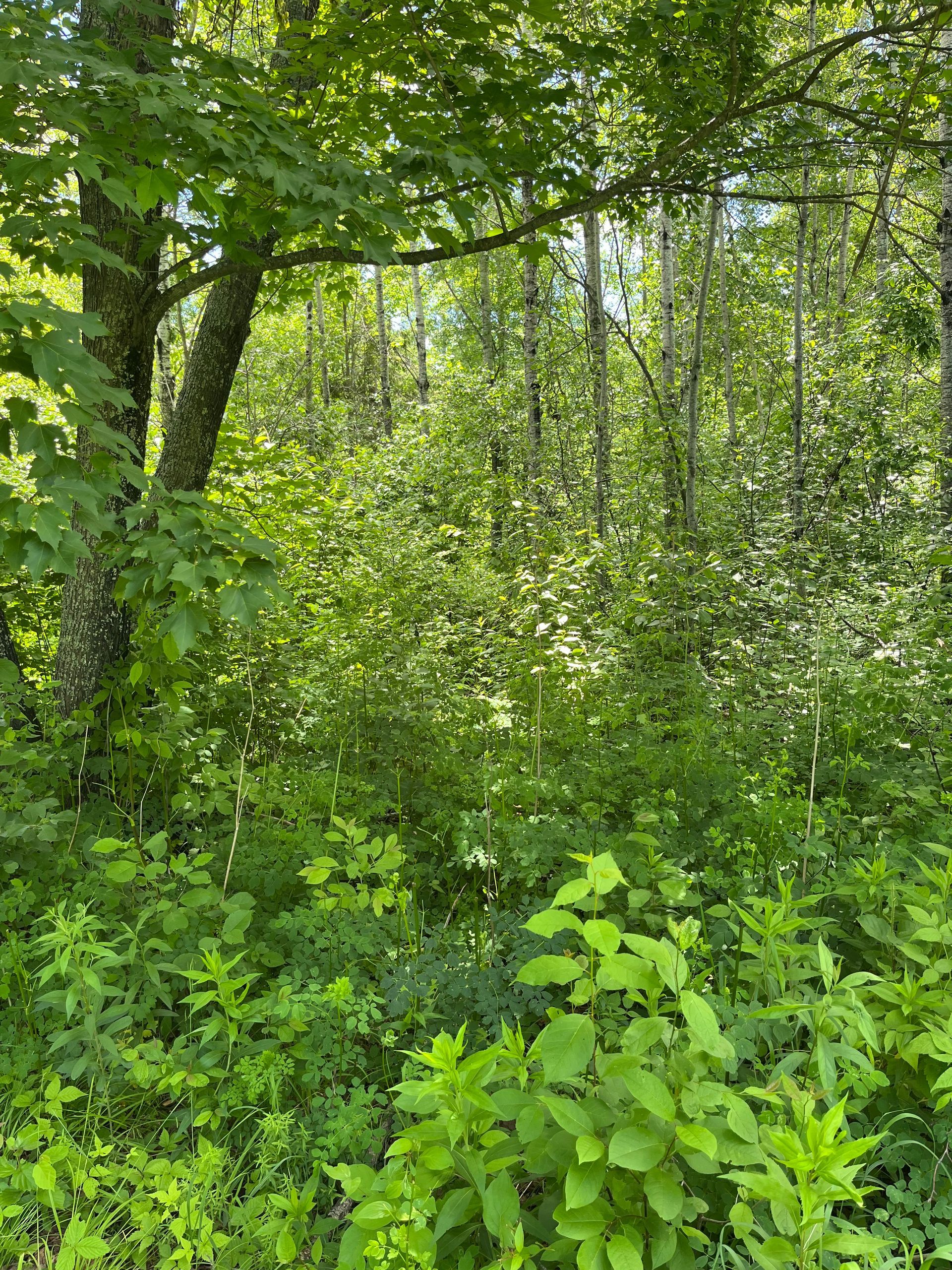 Dense green forest with leafy trees and undergrowth in bright daylight