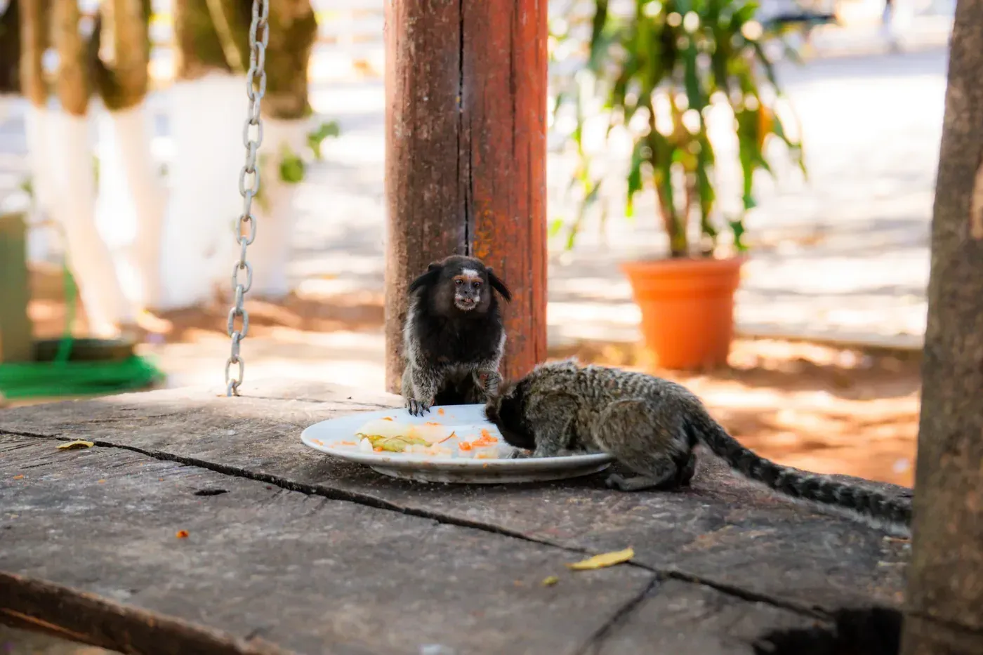 A natureza bem de perto no Hotel Fazenda Poços de Caldas