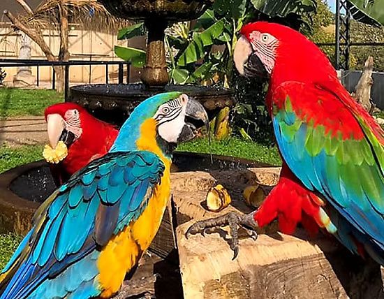 Zoo das Aves em Poços de Caldas