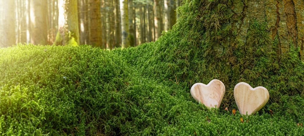 Two wooden hearts in mossy forest.