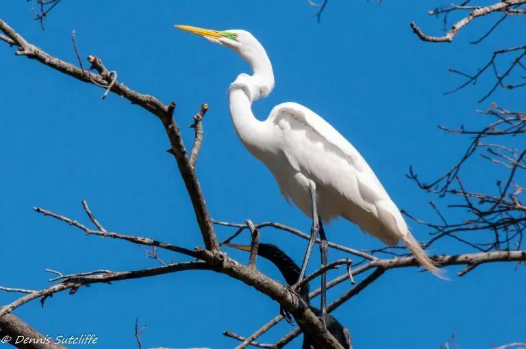 White egret perched on a tree branch, bright blue sky in background.