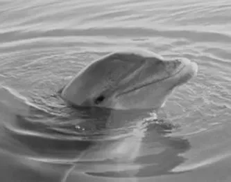 Dolphin surfacing in water, looking towards the viewer. Black and white photo.