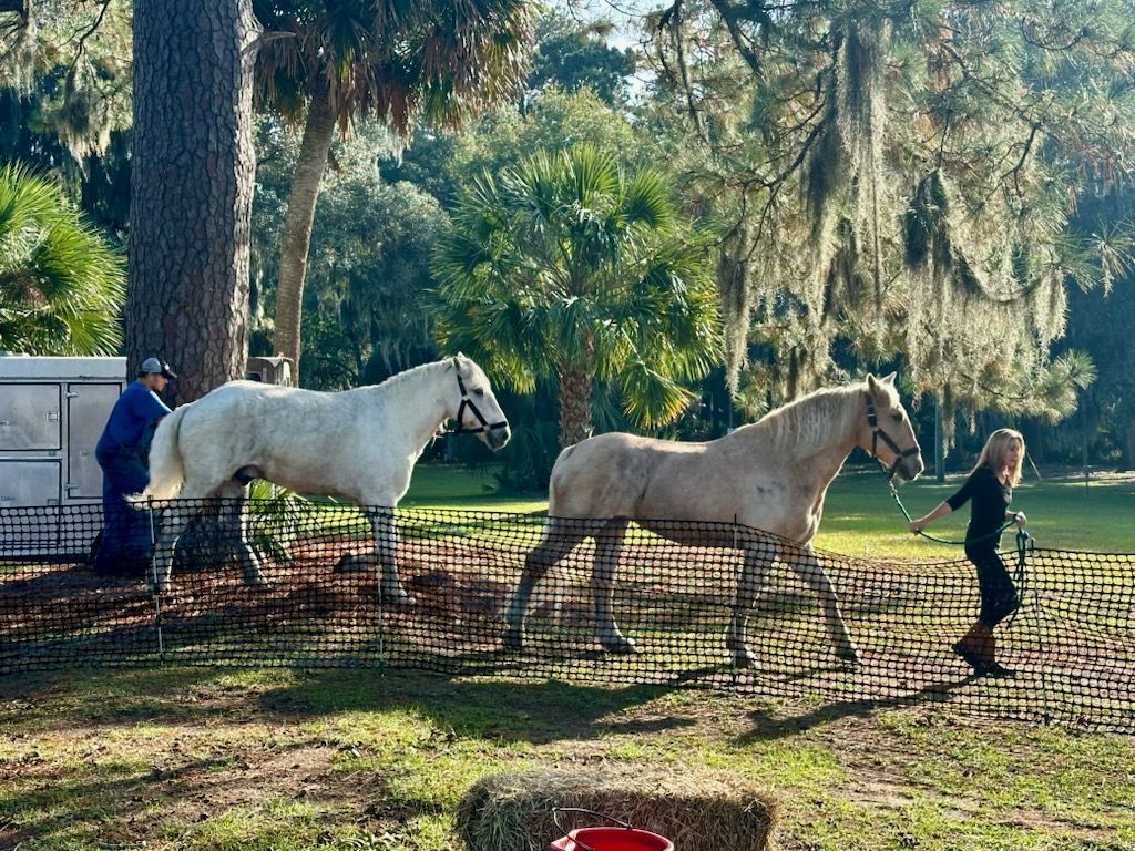 Two horses on leashes, one white, one tan, led by people outdoors near trees.