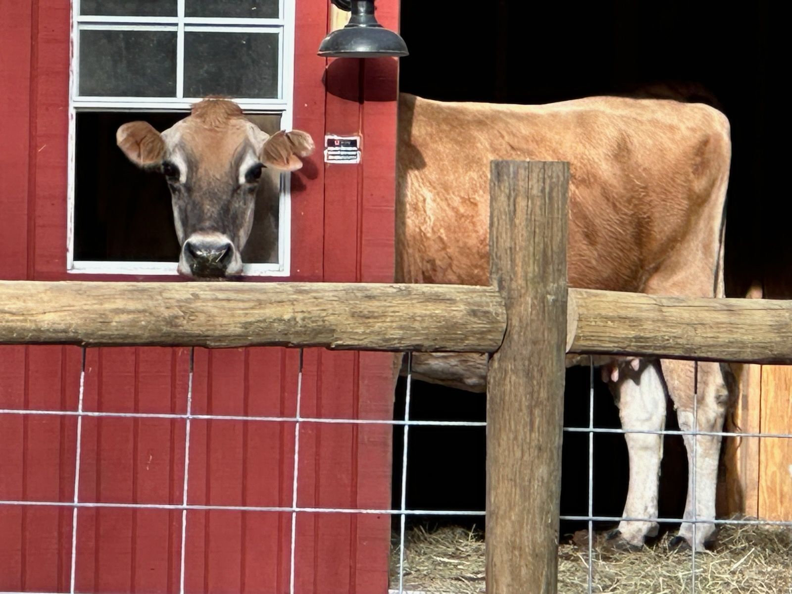 Brown cow peers out window of a red barn, behind a wooden fence.