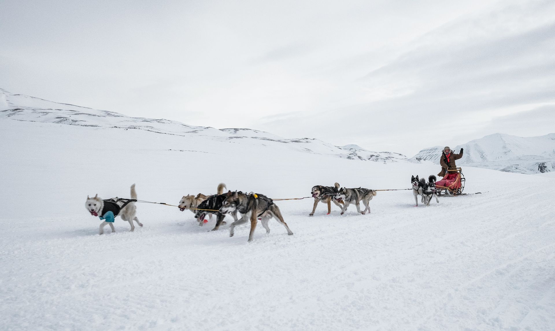 A man is pulling a sled with dogs in the snow.