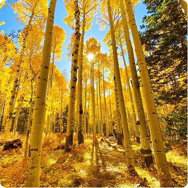 Golden autumn aspen grove with tall yellow trees and sunlight filtering through the forest