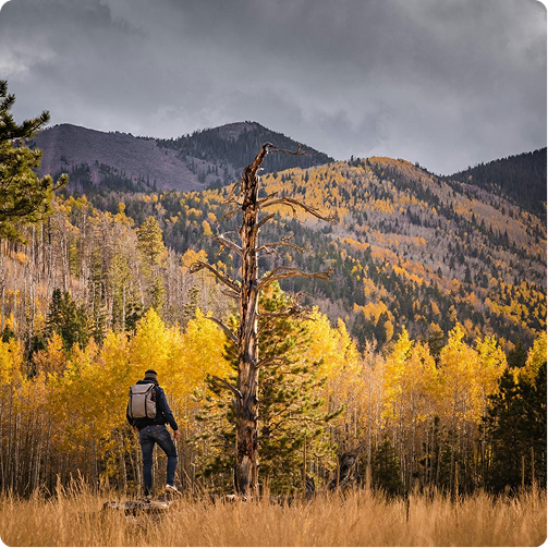 Hiker walking through golden autumn aspens beneath cloudy mountains