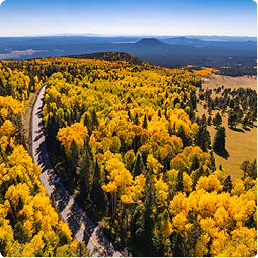 Aerial view of a winding road through a forest of bright yellow autumn trees with mountains in the distance