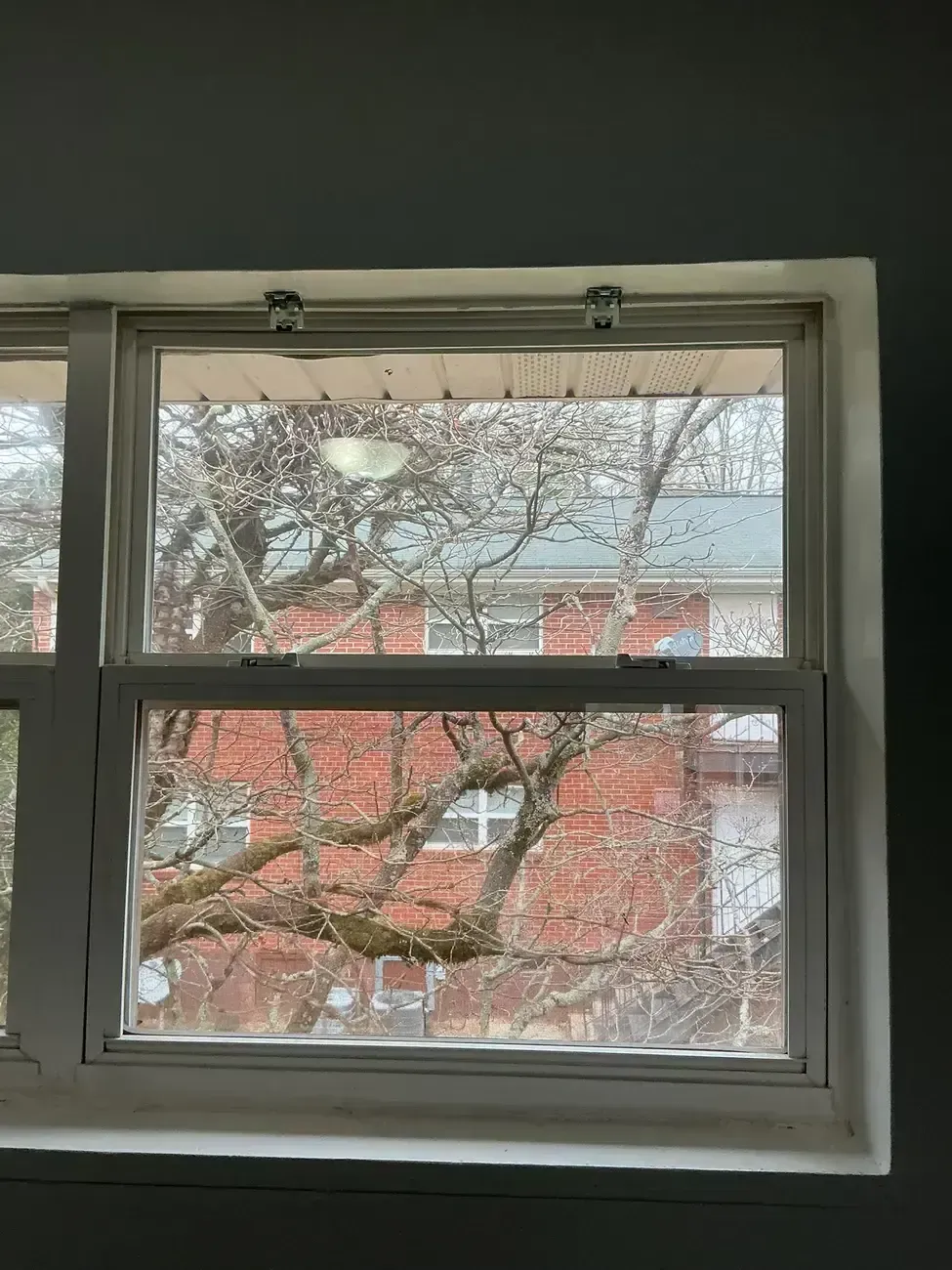 Window view of bare tree branches in front of a red brick building