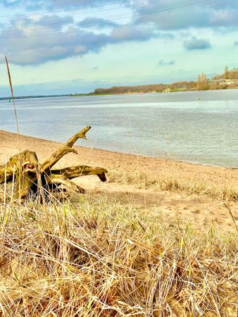 Ein Ast liegt am Strand neben einem Gewässer.