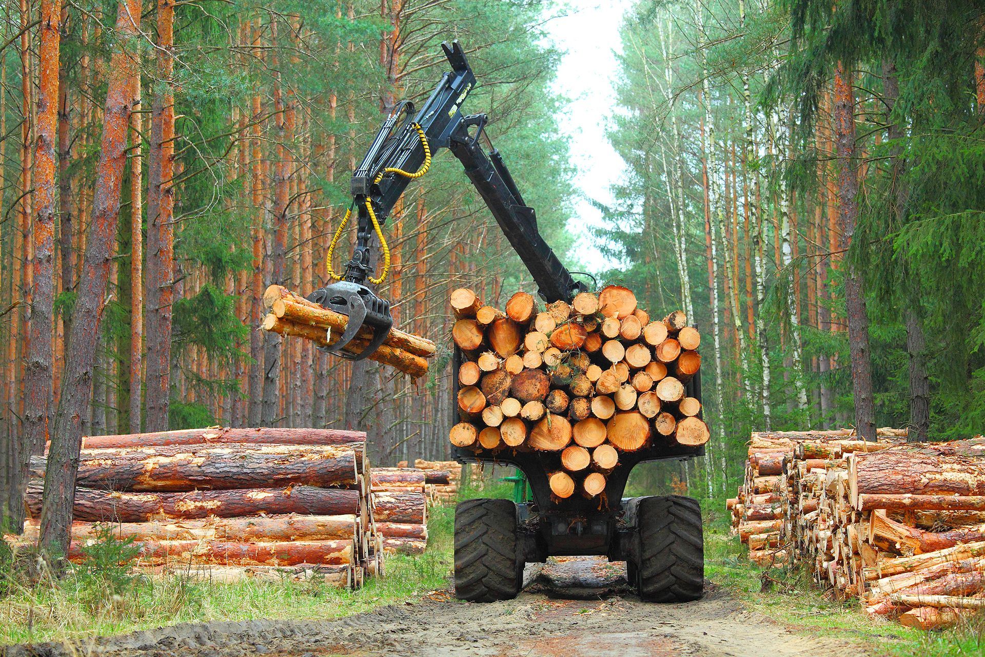 Logging machine carrying stacked logs on a forest road, with cut timber piles on both sides.