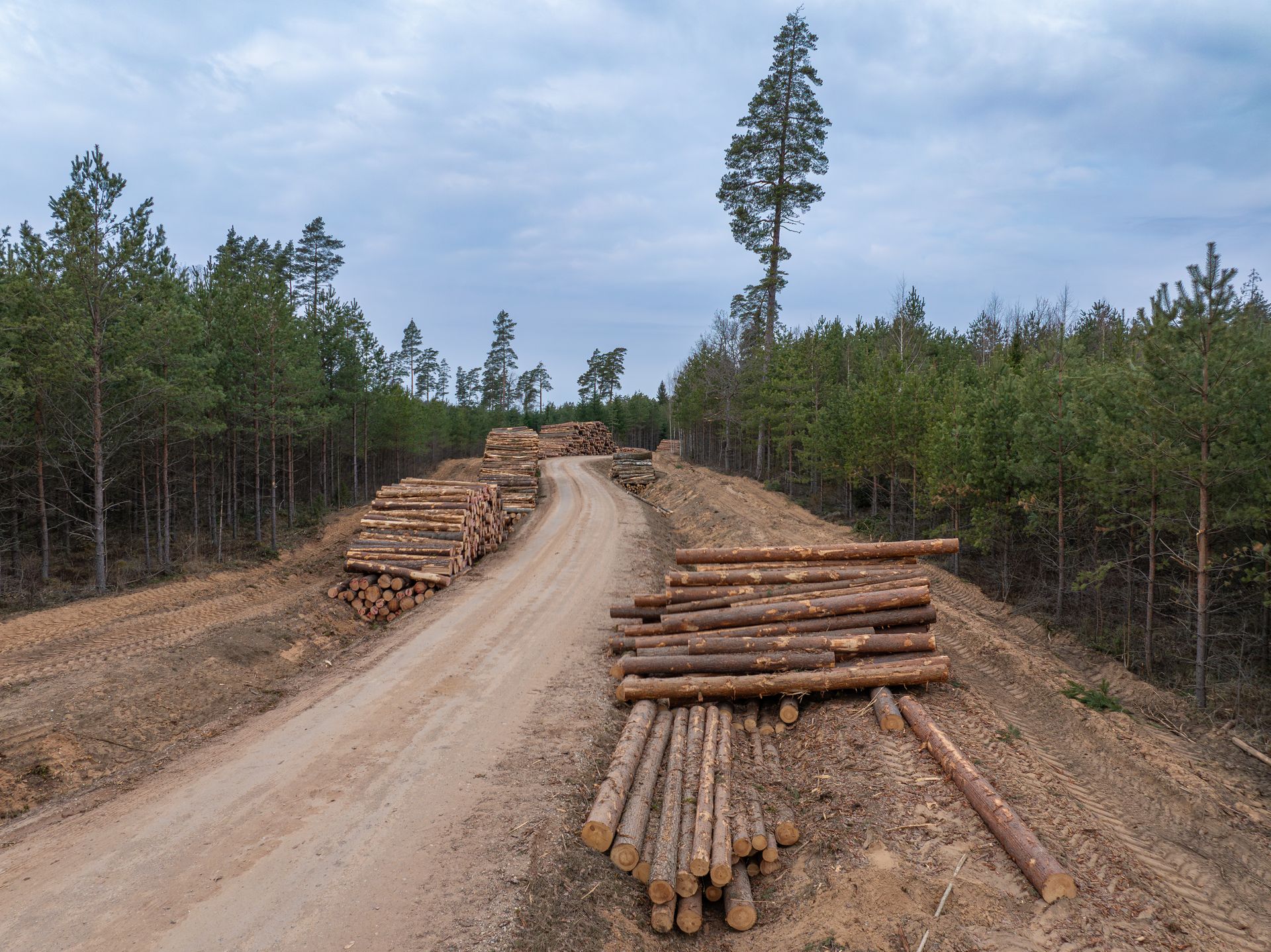 Logging road with stacked cut timber piles in a pine forest under a cloudy sky