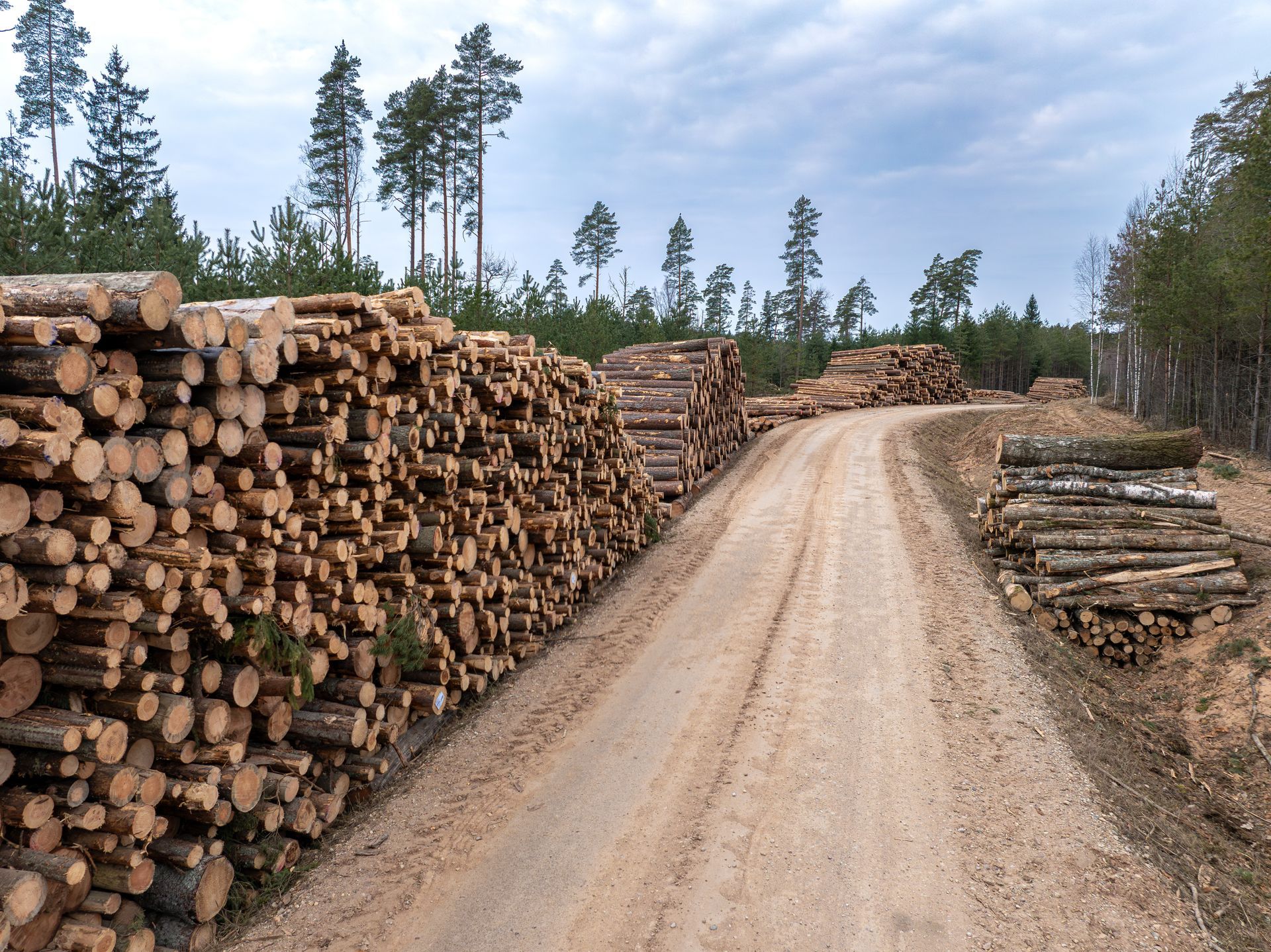 A dirt road through a logged forest, with stacked timber on both sides and pine trees in the background.