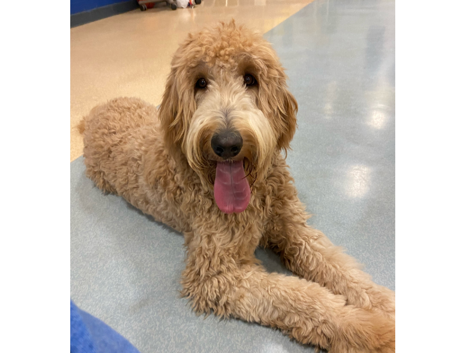 Golden doodle dog with curly fur, lying down, tongue out, indoors.