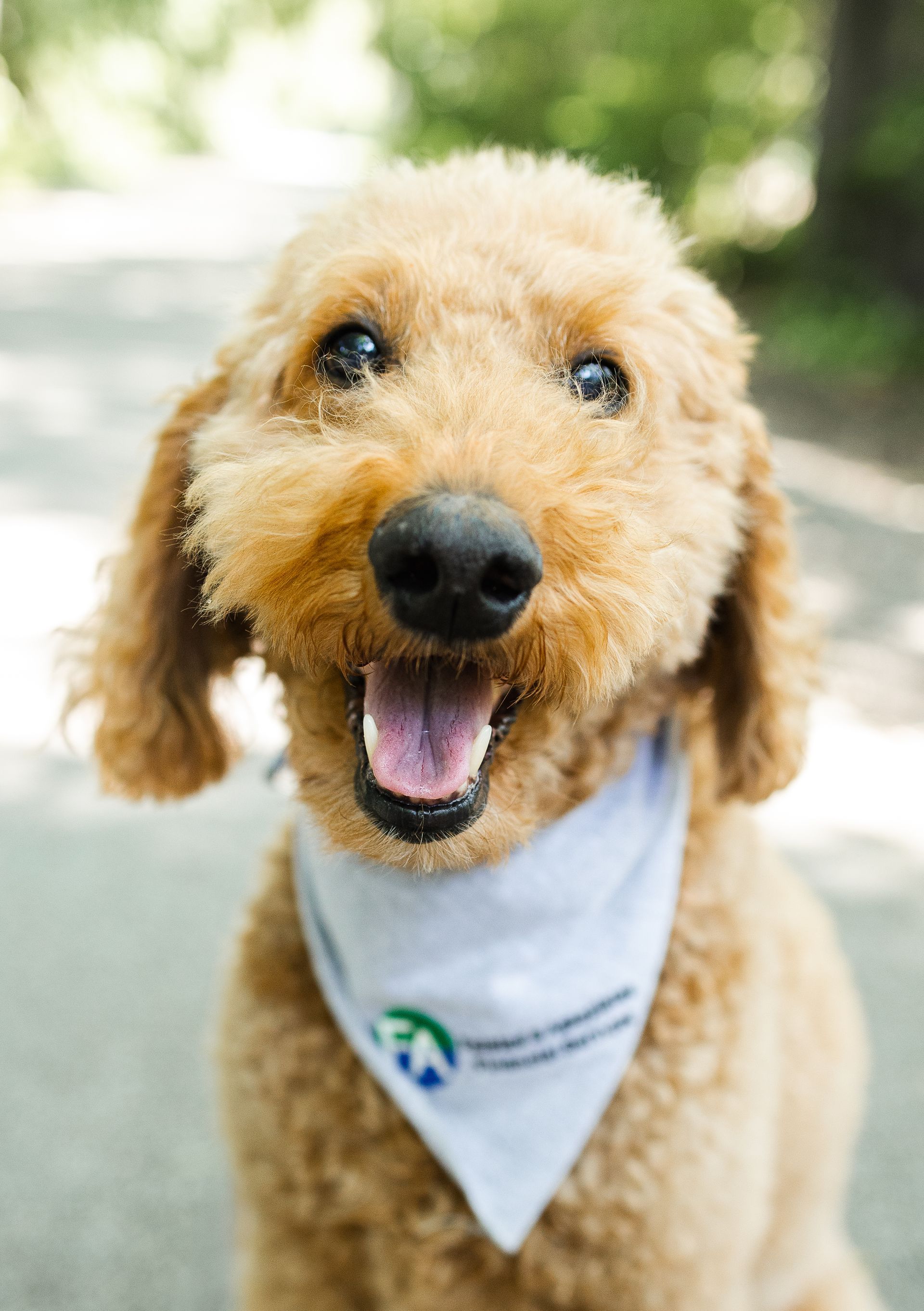 Happy tan poodle wearing a white bandana outdoors on a sunny path