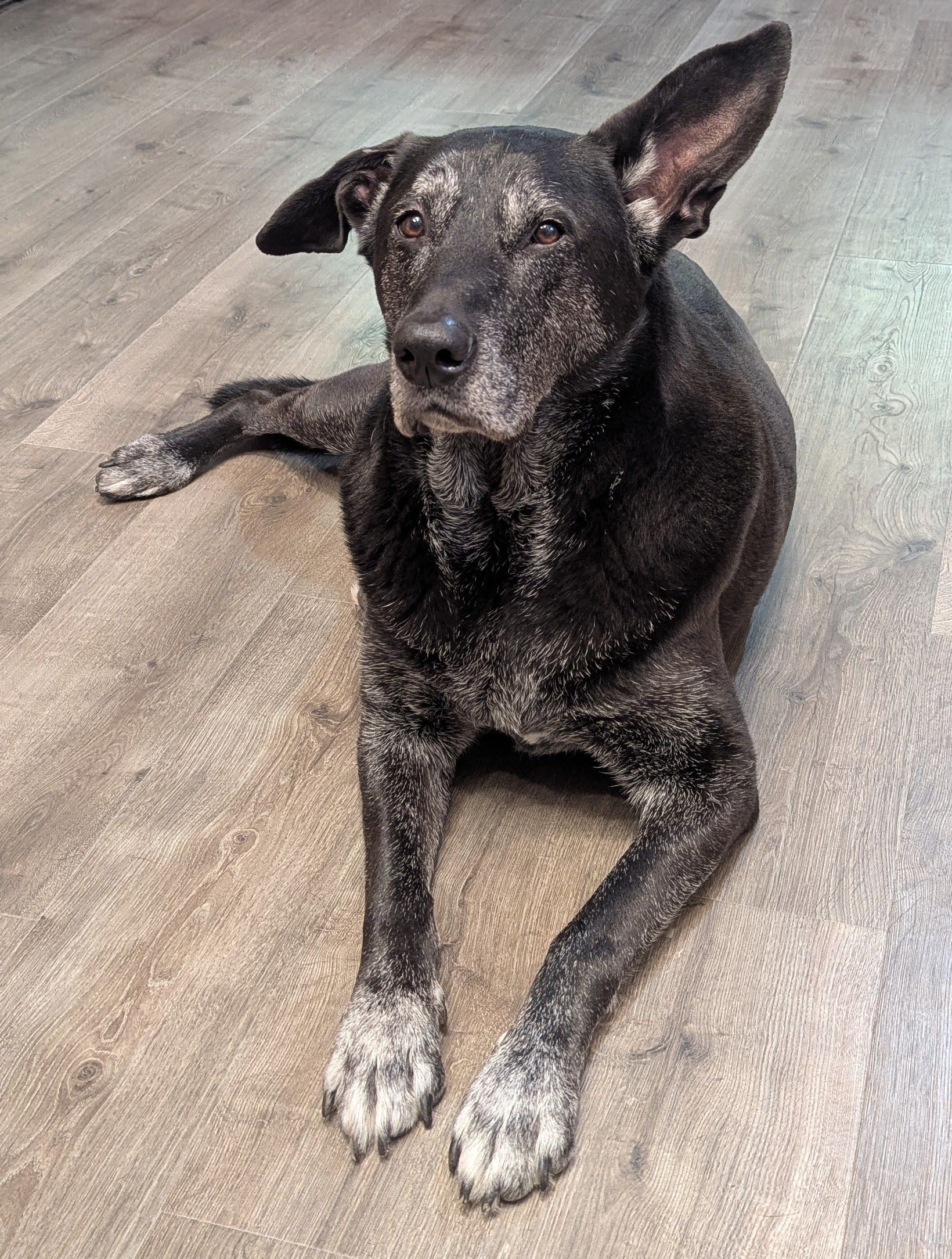 Black dog with one ear up, wearing a collar, looking up at the viewer.