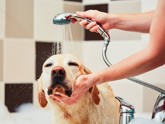 dog in tub